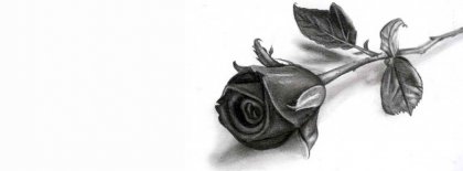 Roses For You Facebook Covers